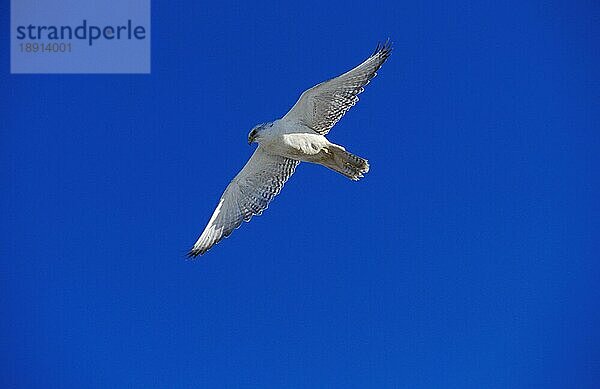 Gyrfalke (falco rusticolus)  Erwachsener im Flug gegen blauen Himmel  Kanada  Nordamerika