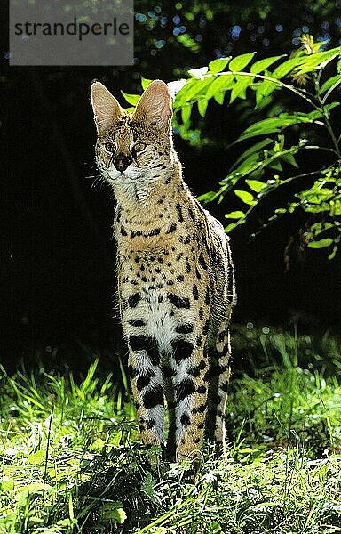 SERVAL (leptailurus serval)  ERWACHSENER AUF GRAS STEHEND