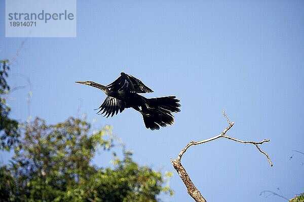 ANHINGA ODER AMERIKANISCHE SCHWANGEN (anhinga anhinga)  ERWACHSENE IM FLUG  LOS LIANOS IN VENEZUELA