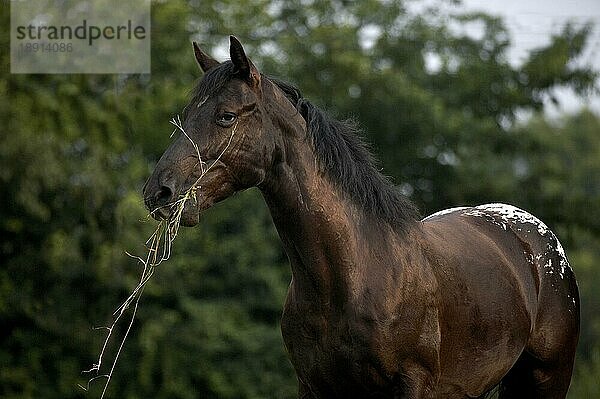 Appaloosa Pferd  Erwachsene fressen Gras