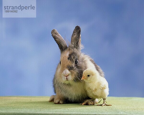 Chick and rabbit  Hühnerküken und Hauskaninchen  Haushuhn  domestic fowl  Kaninchen  innen  Studio