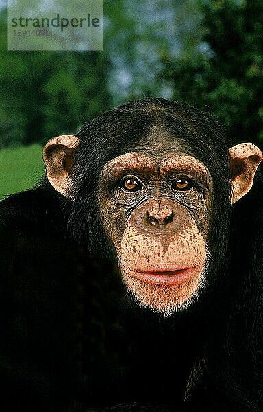 CHIMPANZEE (pan troglodytes)  PORTRAIT EINES ERWACHSENEN