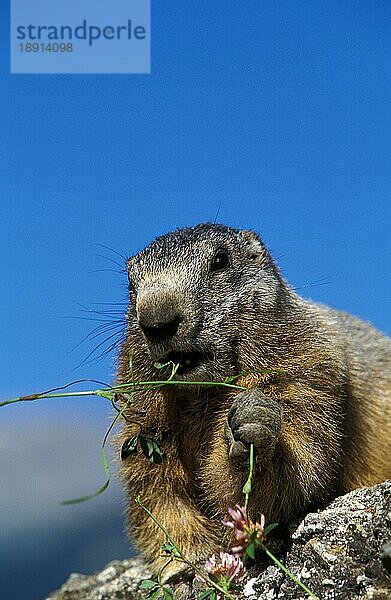 Alpenmurmeltier (marmota marmota)  Erwachsene fressen  Französische Alpen