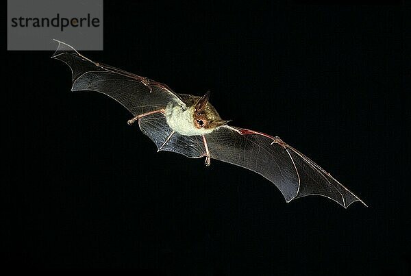 Mausohr Fledermaus (myotis myotis)  Erwachsene im Flug gegen schwarzen Hintergrund