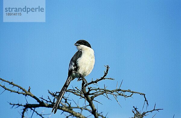 LANGSCHWANZIGER FISCHER (lanius cabanisi)  ERWACHSENER AUF BRANCHE  KENIA