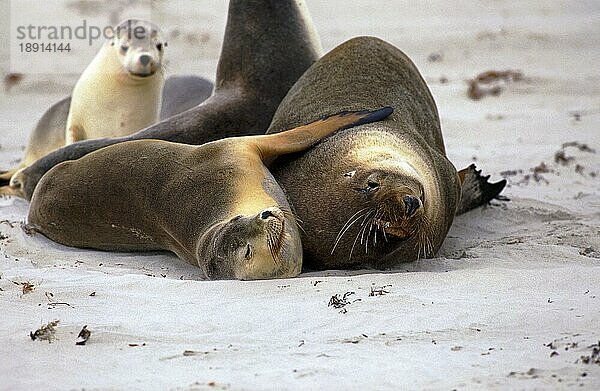 AUSTRALISCHER SEELÖWE (neophoca cinerea)  ERWACHSENE LEGEN AM STRAND  AUSTRALIEN