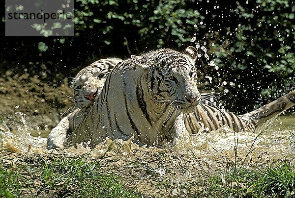 Weißer Tiger (panthera tigris)  erwachsene Tiere im Wasser kämpfend