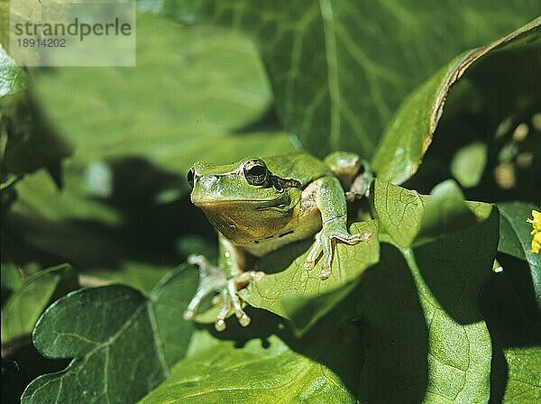 EUROPÄISCHER BAUMFROSCH (hyla arborea)  ERWACHSENER AM BLATT  NORMANDY IN Frankreich