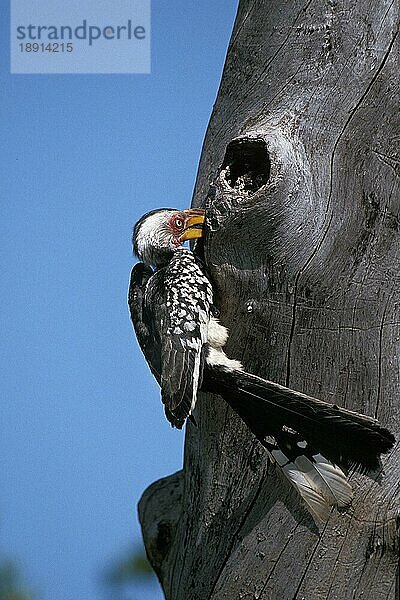 Gelbschnabel-Hornvogel (tockus flavirostris)  Erwachsener beim Füttern im Nest  KENIA