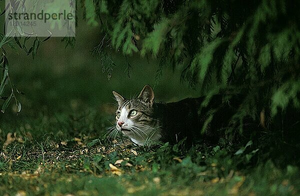 Hauskatze  erwachsen liegend unter Baum