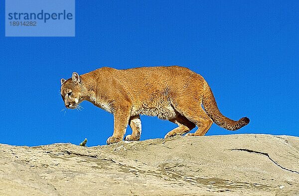 Puma (puma concolor)  ERWACHSENER AUF FELSEN STEHEND  MONTANA