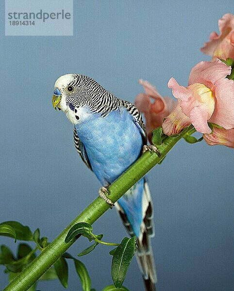 Wellensittich (melopsittacus undulatus)  ERWACHSENER AUF SCHNABELBLUME