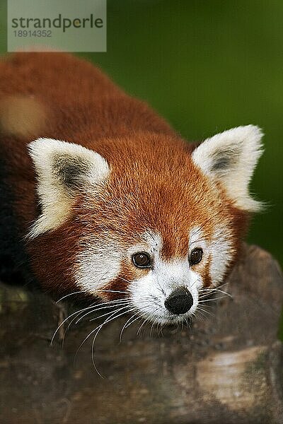 Kleiner Panda (ailurus fulgens)  Porträt eines Erwachsenen