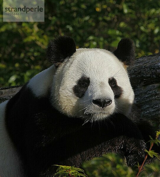 Großer Panda (ailuropoda melanoleuca)  erwachsen  ruhend