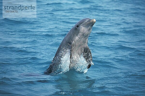 Großer Tümmler (tursiops truncatus)  ERWACHSENER SPRINGEND  HONDURAS