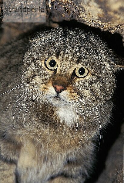 EUROPÄISCHE WILDCATTE (felis silvestris)  PORTRAIT EINES ERWACHSENEN