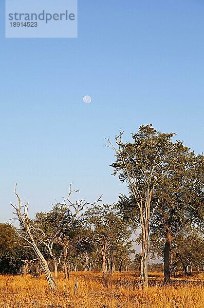 Landschaft im South Luangwa Nationalpark  Mfuwe-Sektor  Sambia  landscape in South Luangwa National Park  Zambia  Afrika