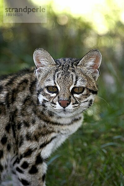 Tigerkatze oder Oncilla (leopardus tigrinus)  Portrait eines Erwachsenen