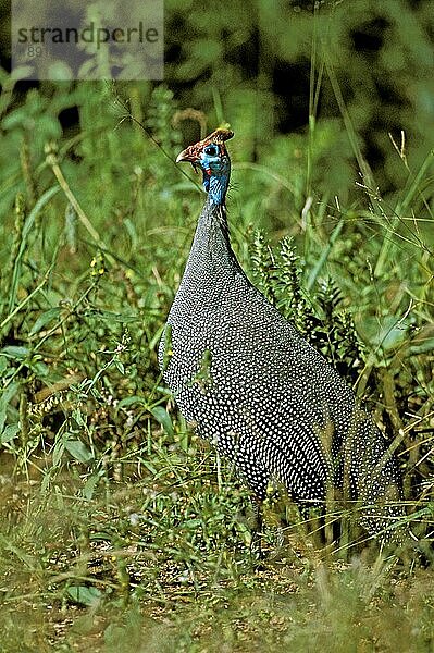 Helmperlhuhn (numida meleagris)  Erwachsener auf Gras  Kenia  Afrika