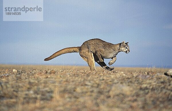 ERWACHSENER (puma concolor) KÄFER LÄUFT GEGEN DEN BLAUEN HIMMEL