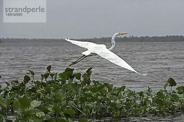 Silberreiher (casmerodius albus)  ERWACHSENER IM FLUG  LOS LIANOS IN VENEZUELA