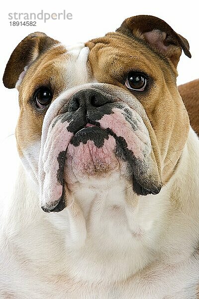 Englische Bulldogge  Porträt von Weibchen gegen weißen Hintergrund