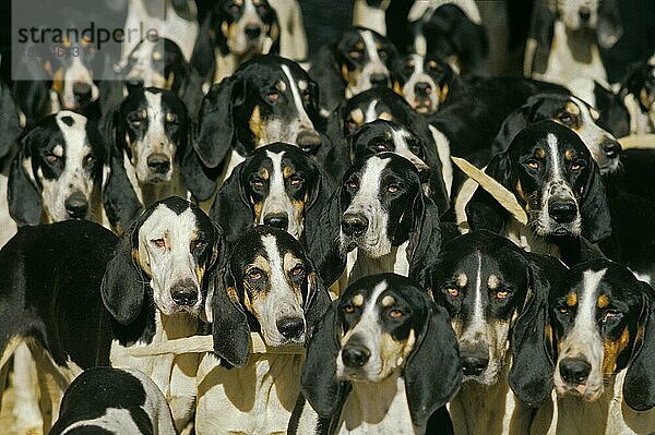 Großer ANGLO-FRANZÖSISCHER WEISSER UND SCHWARZER JAGDHUND  RUDEL VON ERWACHSENEN