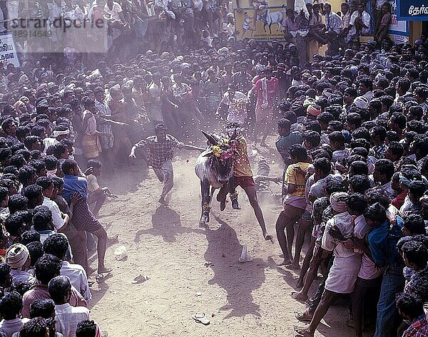 Das Jallikattu Stierbändigen ist Teil des tamilischen Erntefestes Pongal in Madurai  Tamil Nadu  Indien  Asien