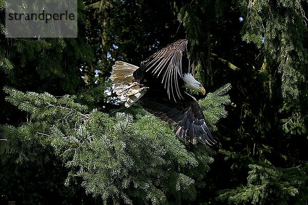 Weißkopfseeadler (haliaeetus leucocephalus)  ERWACHSENE IM FLUG