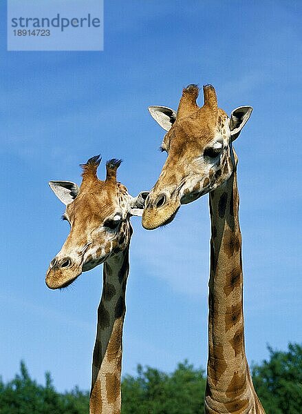 Rothschild-Giraffe (giraffa camelopardalis rothschildi)  Porträt eines Erwachsenen