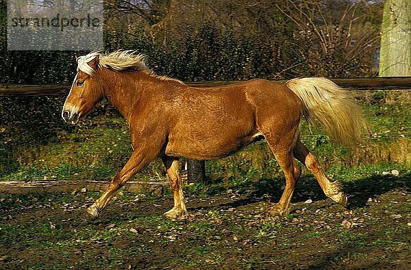 Haflinger Pony  Erwachsener Galoppierend im Paddock