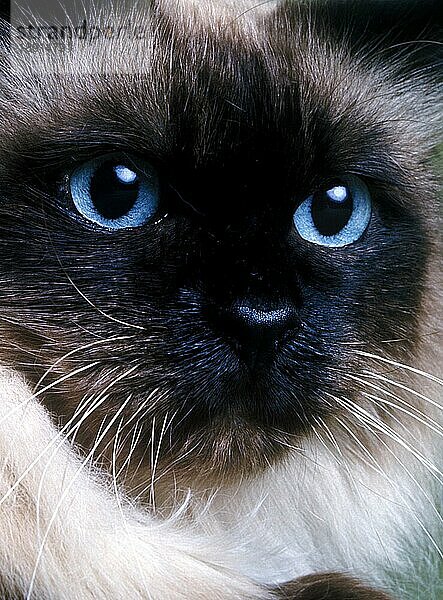 Birma Hauskatze  Portrait eines Erwachsenen mit blauen Augen