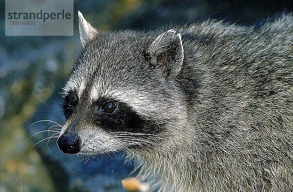 Waschbär (Procyon lotor)  PORTRAIT EINES ERWACHSENEN