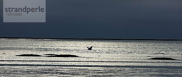 Rosapelikan (pelecanus onocrotalus)  ERWACHSENER IM FLUG  WALVIS BAY in NAMIBIA