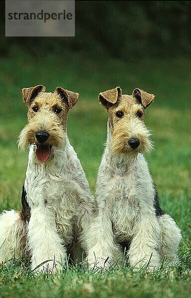 DRAHTHAAR-FOXTERRIER  ERWACHSENE SITZEN IM GRAS