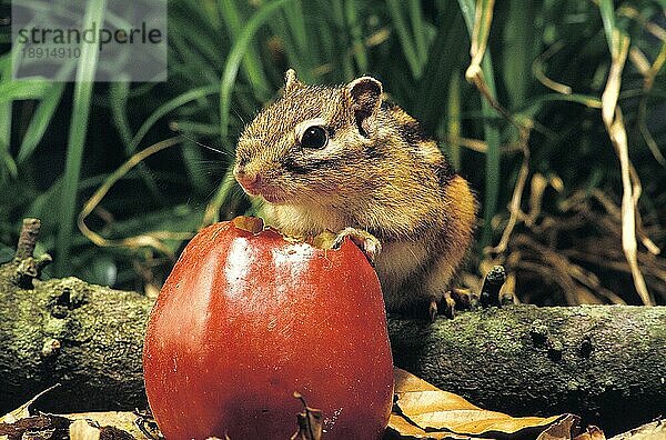 Koreanisches Eichhörnchen  eutamia sibericus  Erwachsener frisst Apfel