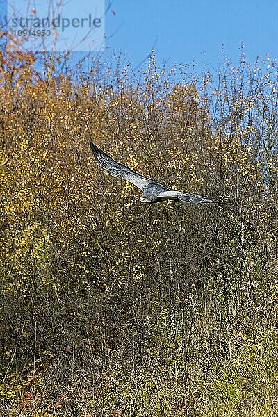 Kordillerenadler (geranoaetus melanoleucus)  ERWACHSENER IM FLUG