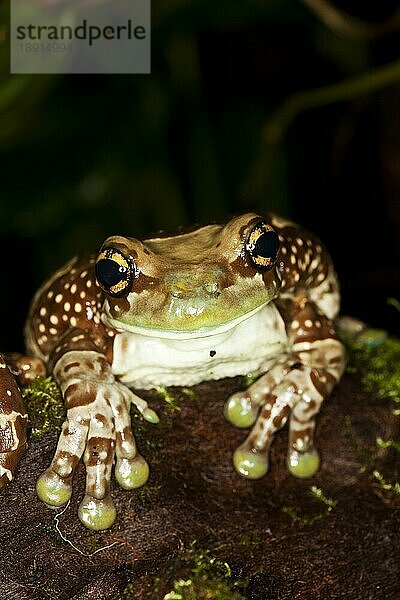 Amazonas-Milchfrosch (phrynohyas resinifictrix)  erwachsen