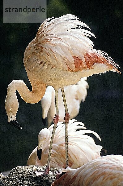 Chileflamingo (phoenicopterus chilensis)  ERWACHSENER AUF NEST STEHEND