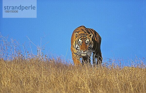 Königstiger (panthera tigris tigris)  ERWACHSENER IM TROCKENEN GRAS STEHEND