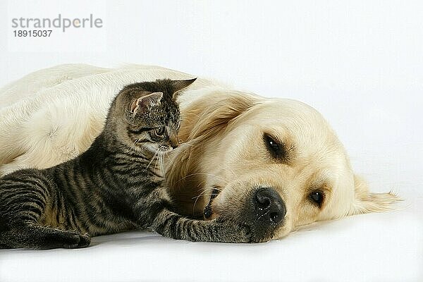 Golden Retriever und Hauskatze  Kätzchen  getigert