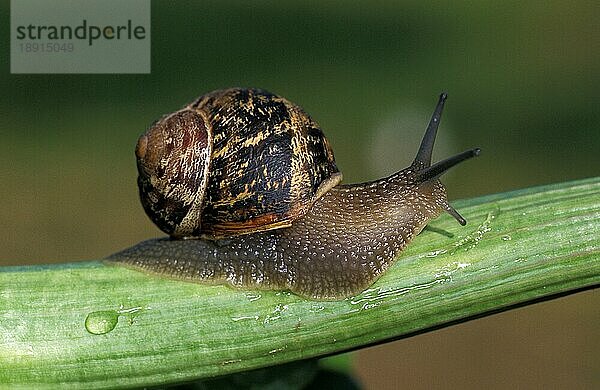 Braune Gartenschnecke  helix aspersa  Erwachsene