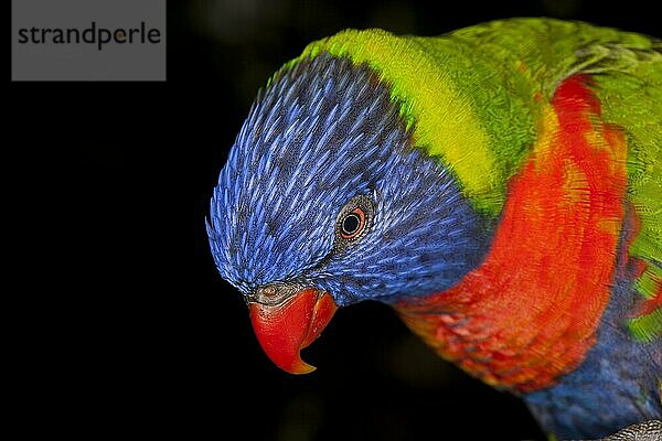 RAINBOW LORIKEET (trichoglossus haematodus moluccanus)  KOPF DES ERWACHSENEN VOR SCHWARZEM HINTERGRUND