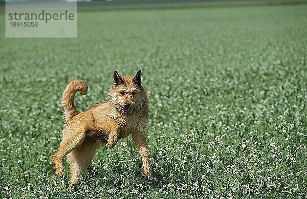 Picardischer Hirtenhund  Erwachsener springt im Feld