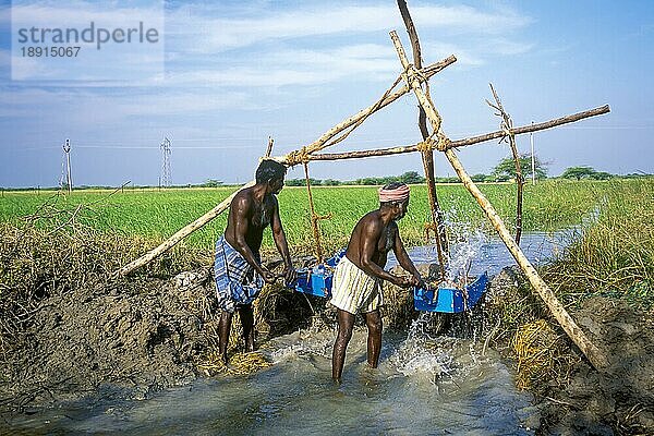 Bewässerung nach traditioneller Methode mit Holzeimern bei Ramanathapuram  Tamil Nadu  Südindien  Indien  Asien