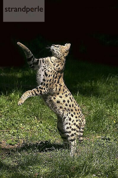 SERVAL (leptailurus serval)  ERWACHSENER JAGEND  AUF HINTERBeinen stehend