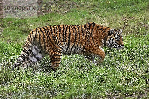 Sibirischer Tiger (panthera tigris altaica)  Erwachsener geht auf Gras