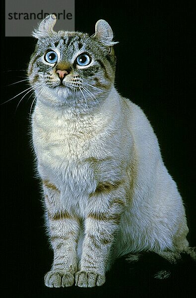 American Curl Hauskatze  Erwachsene sitzen gegen schwarzen Hintergrund