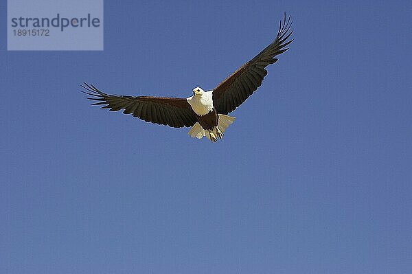 AFRIKANISCHER FISCHAISER (haliaeetus vocifer)  ERWACHSENER IM FLUG  BARINGO-SEE IN KENIA