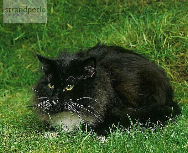 Schwarze und weiße Maine Coon Hauskatze  Erwachsene stehend auf Gras